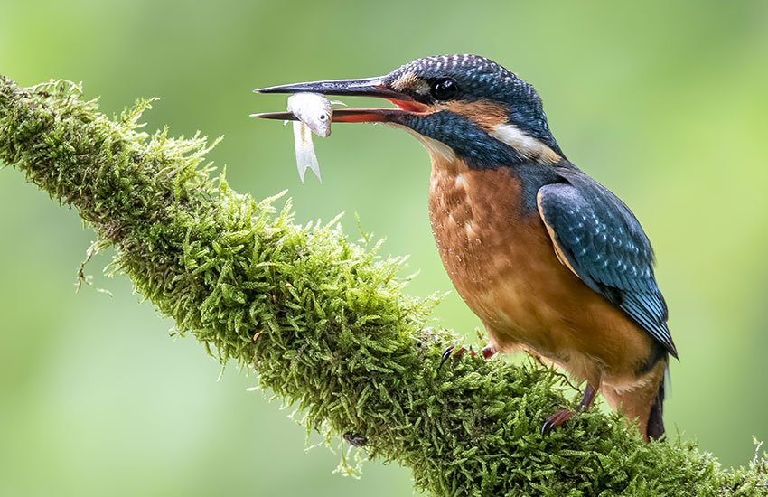 The Impact Climate Change on Global Wildlife