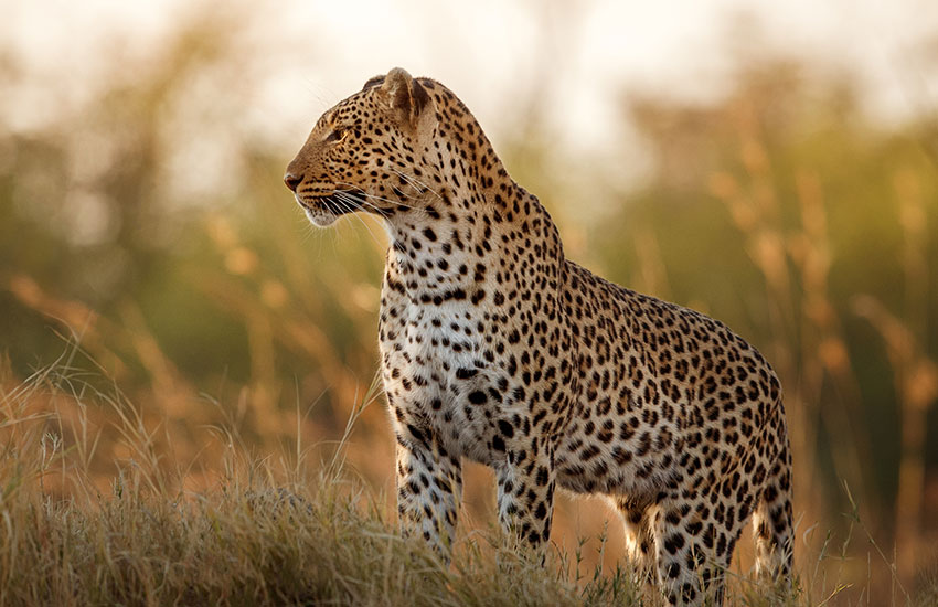 Climate Change on Global Wildlife The Impact